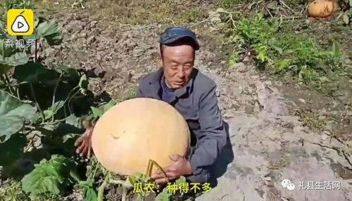 礼县吃瓜网红事件视频