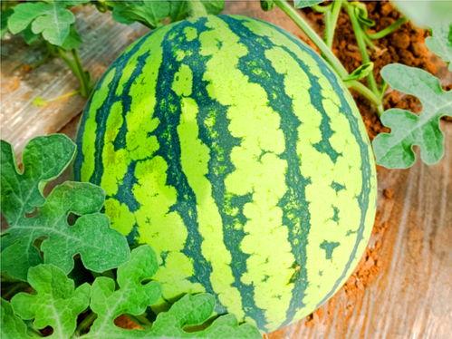 青梅屿吃瓜网,揭秘娱乐圈最新热点，带你畅游八卦海洋